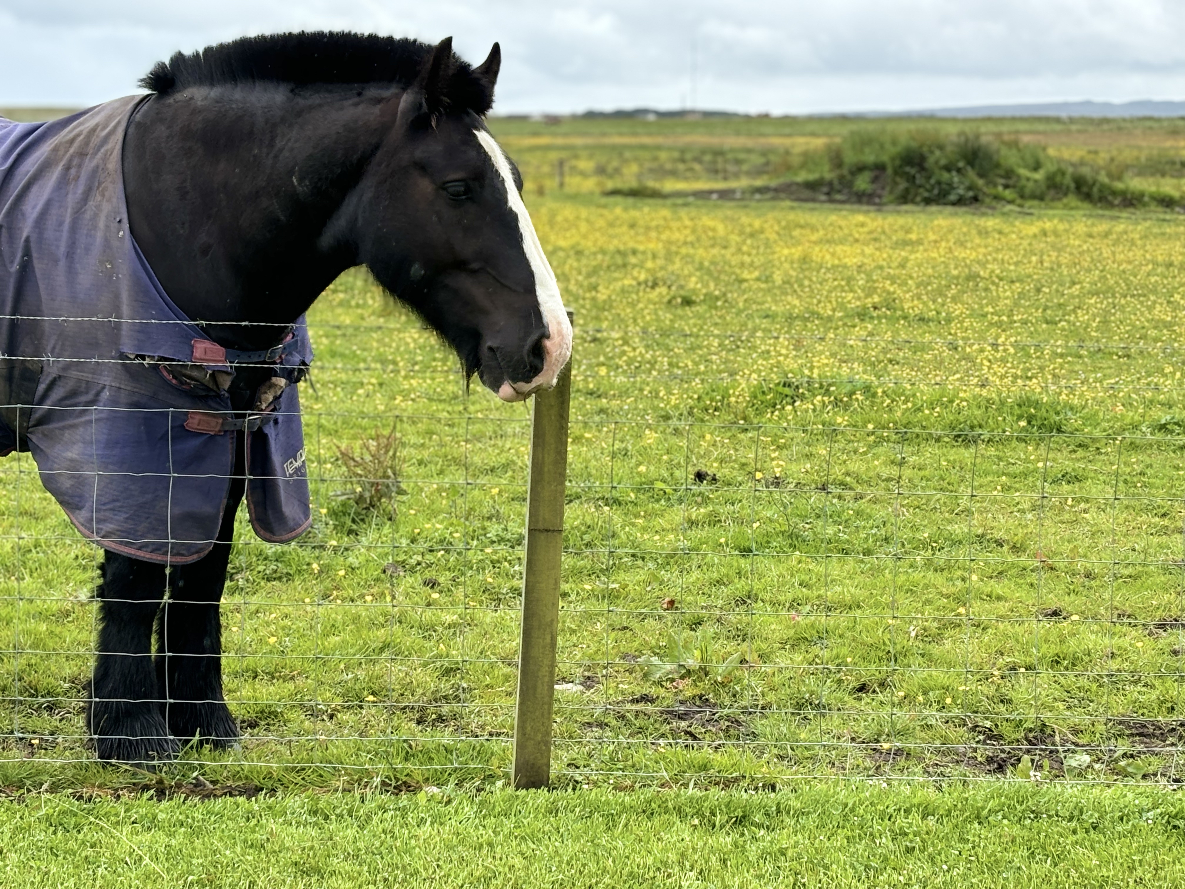Horse in a Scotland Farm along NC500 (Wick)